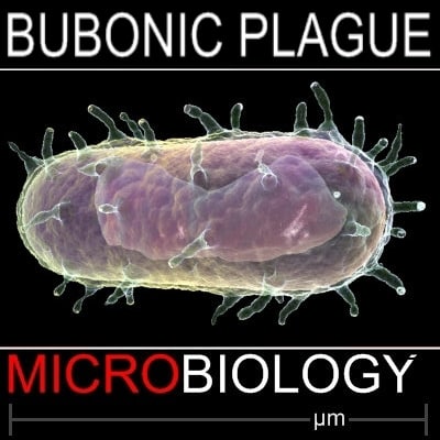 3d Bubonic Plague