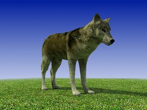 3d model gray wolf