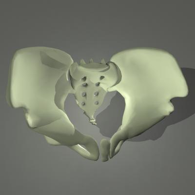 3D Pelvis Models | TurboSquid