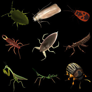 bugs insect 3d model