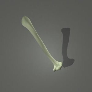 human skeleton humerus arm 3d model
