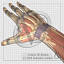 human hand forearm arm max