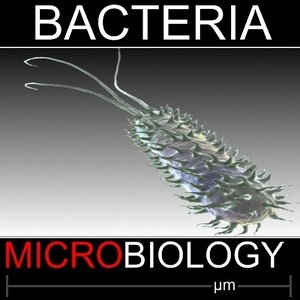 3d model flagellate bacteria