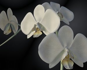 3d orchid flower