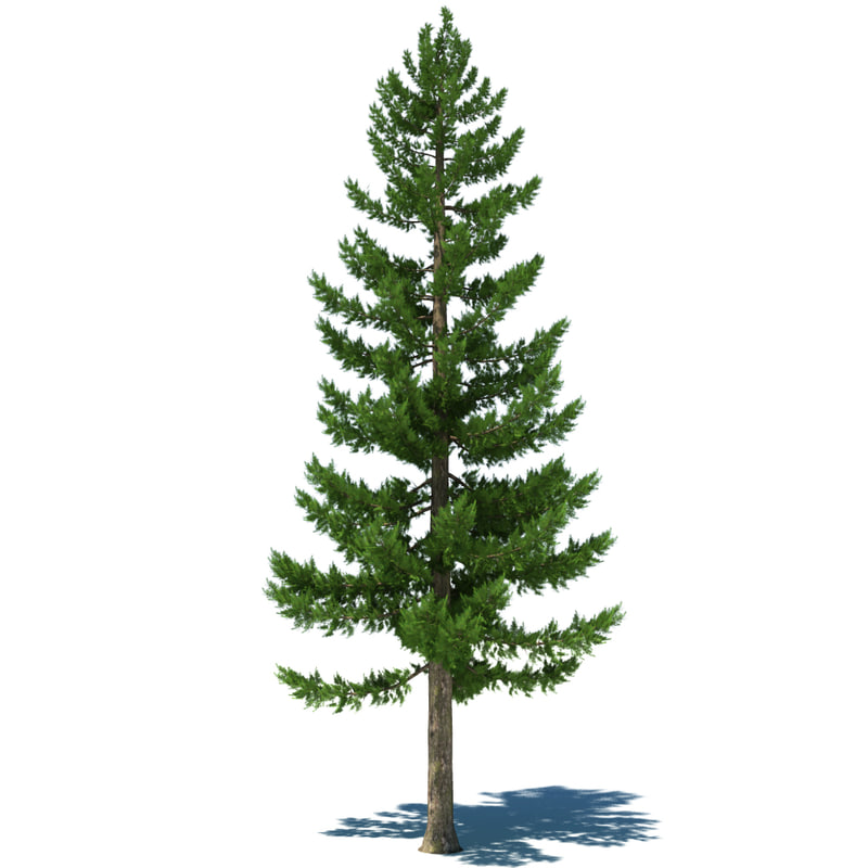 pine tree 3d max