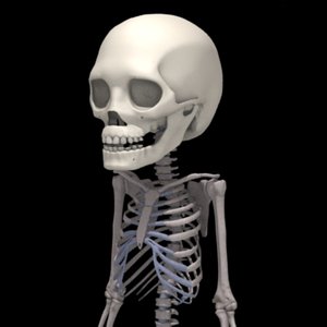 3d 2 years skeleton human