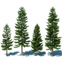 Pine Tree Collection