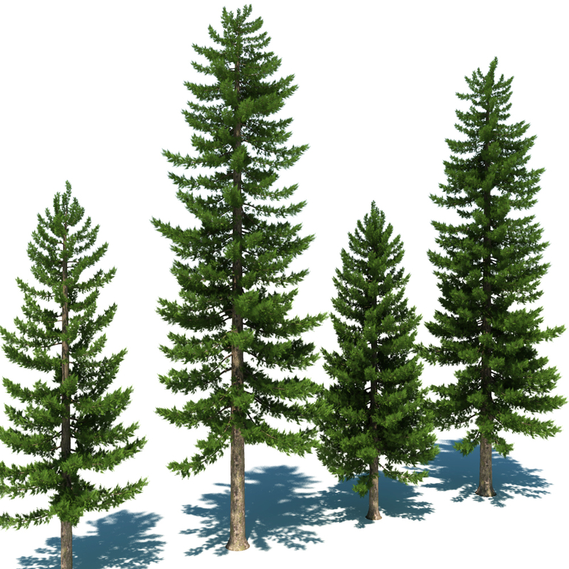 3d pine tree