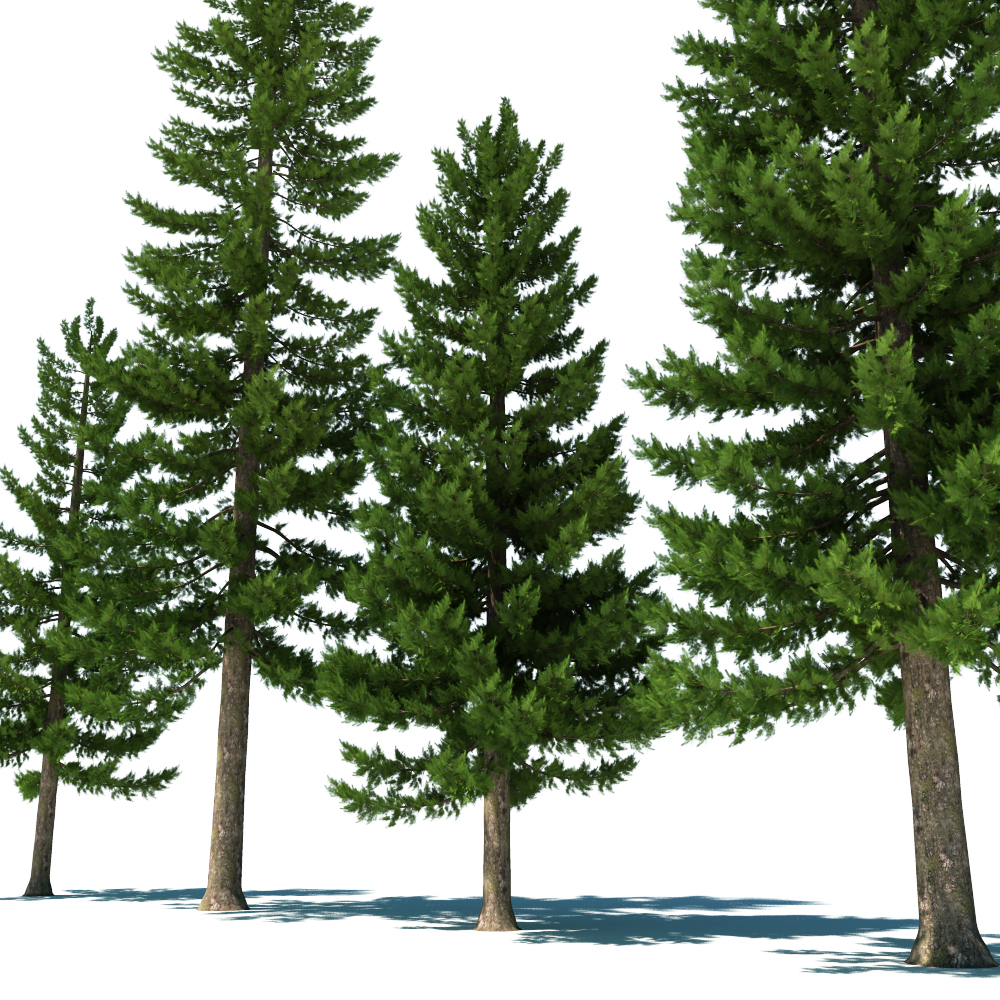 3d pine tree