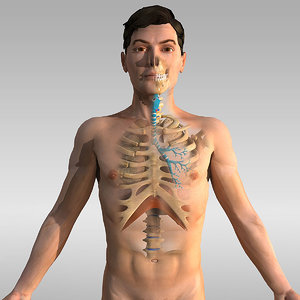 human anatomy - respiratory 3ds
