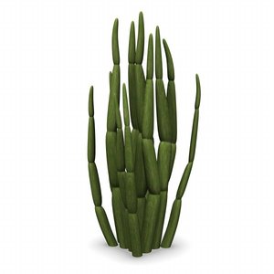 lightwave plant suculent cactus