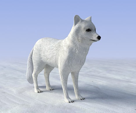 Minecraft Arctic Fox 3d Model