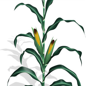 corn plant 3d pz3