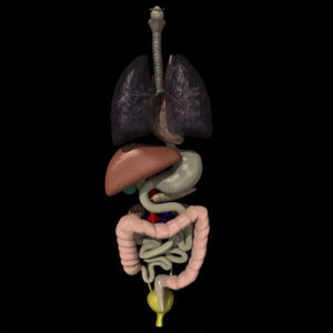 human organs liver pancreas 3d model