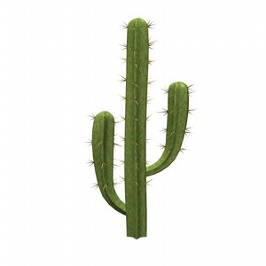 plant suculent cactus 3d dxf