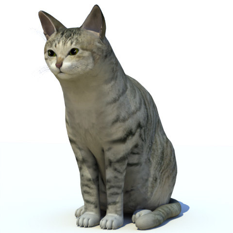  3d  model  cat 