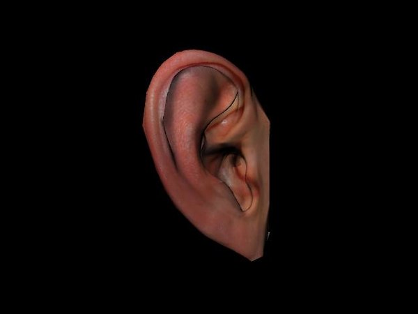 3d model human ear