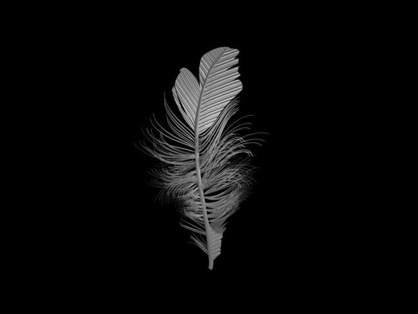 feather plume 3d model