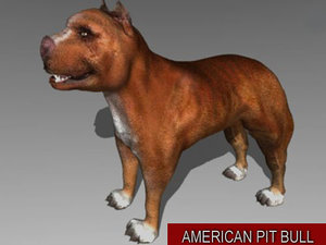 pit bull dog 3d model