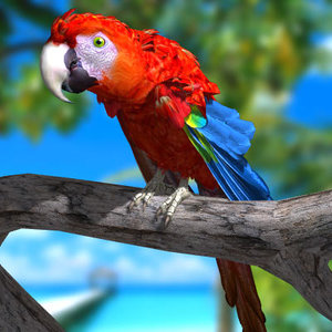 parrot macaw 3d model