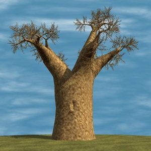 baobab tree max