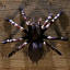 3d tarantula vogelspinne animation