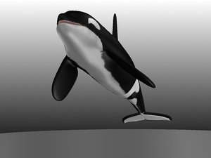 3d model of orca orcinus nature