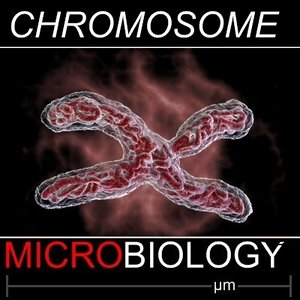 3d model chromosome science medical