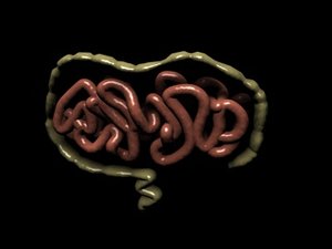 intestines small 3d 3ds