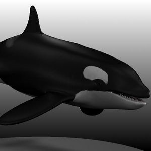 3d female killer whale