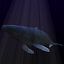 3d humpback whales