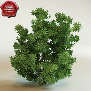 3d schefflera arboricola 'trinette' modelled
