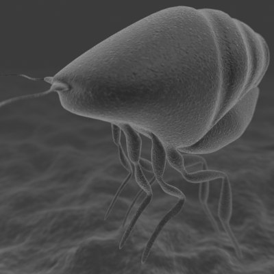 mite scabies 3d model scabies diagram bug 