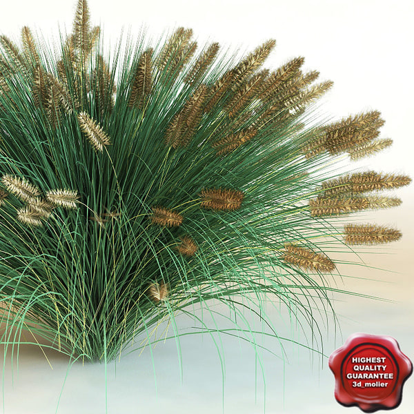 The Basic Facts Of Address On Best Place To Buy Cactus Online