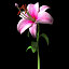 3d model stargazer lily