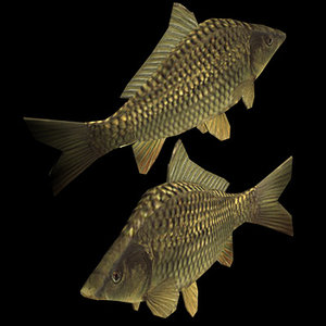 3d carp fish model
