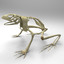 3d frog skeleton model