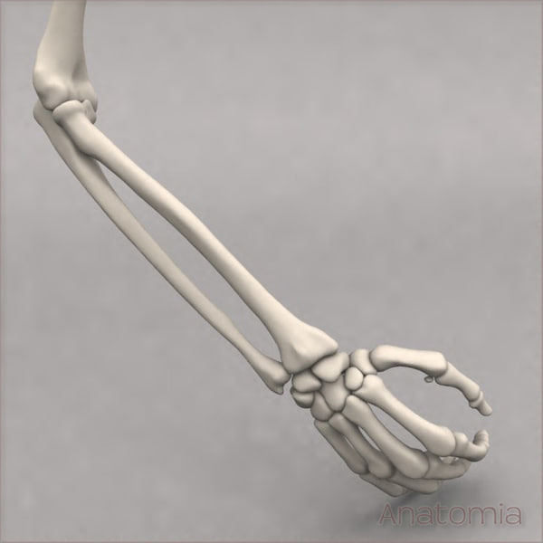 人体手臂解剖[组合包]3d模型