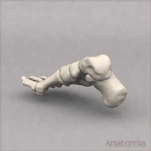 3d male human foot skeleton model