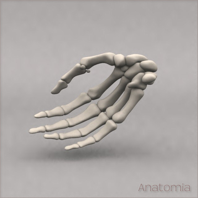  3d  male human hand  skeleton  bone model