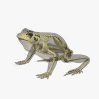 3d Model Poison Dart Frog