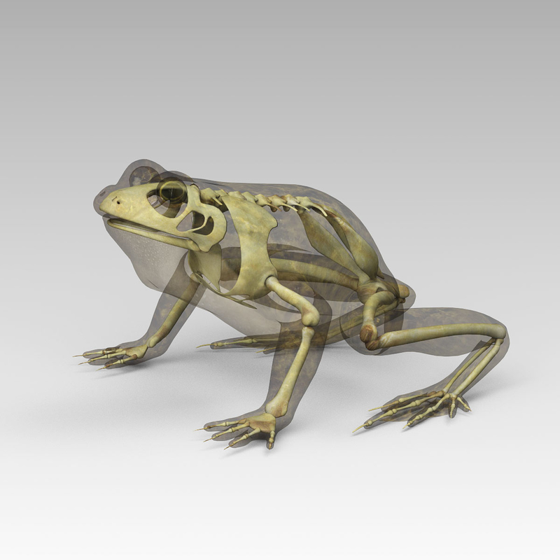 3d frog skeleton