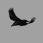 crow raven animation 3d model