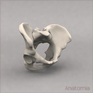 maya human pelvis skeleton