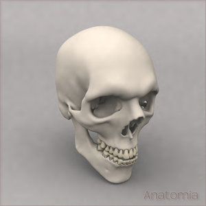 3d male human skull bone