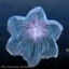 3ds max jellyfish animations