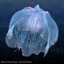 3ds max jellyfish animations