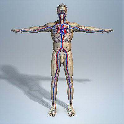 circulatory male human body max