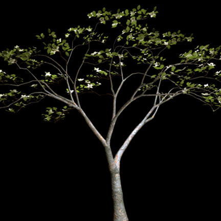white dogwood tree obj