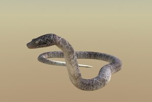 rattlesnake strike snake rattles 3d lw